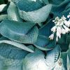 Hosta 'Abiqua Drinking Gourd' - rnykliliom