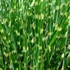 Miscanthus sinensis 'Zebrinus' - Virgosnd