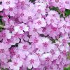 Phlox subulata 'Zwergenteppich' - rlevel lngvirg