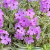 Phlox procumbens 'Variegata' - Csoms lngvirg