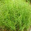 Carex muskingumensis - Pálmalevelű sás