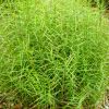 Carex muskingumensis - Plmalevel ss