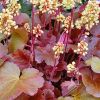 Heuchera 'Blondie' - Tzes