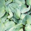 Hosta 'Blue Mouse Ears' - rnykliliom