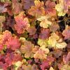 Heuchera 'Delta Dawn' - Tzes