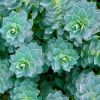 Euphorbia myrsinites - Szrke kutyatej