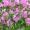 Phlox stolonifera 'Home Fires' - Tarackos lngvirg