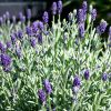 Lavandula angustifolia 'Aromatico Blue' - Orvosi levendula