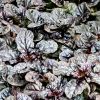 Ajuga 'Black Scallop' - Inds nf