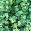 Alchemilla erythropoda - Alpesi palstf