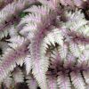 Athyrium niponicum 'Red Beauty' - Japn hlgypfrny