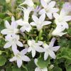 Campanula poscharskyana 'E.H. Frost' - Balkni harangvirg