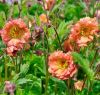 Geum 'Mai Tai' - Gymbrgykr