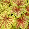 Heuchera 'Red Lightning' - Tzes