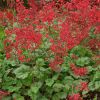 Heuchera sanguinea 'Coral Forest' - Vrvrs tzes