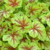 Heucherella 'Fire Frost' - Turbncs