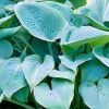 Hosta 'Fragrant Blue' - rnykliliom