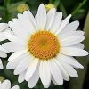 Leucanthemum 'Western Star Taurus' - Margarta