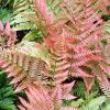 Dryopteris erythrosora - Japn pajzsika