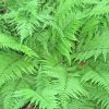 Athyrium filix-femina - Hlgypfrny