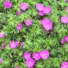 Geranium sanguineum 'Max Frey' - Piros glyaorr