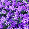 Campanula poscharskyana 'Stella' - Balkni harangvirg