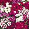 Dianthus barbatus 'Dash F1 Mix' - Trk szegf