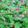 Geum hybridum - Bkol gymbrgykr