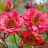 Geum 'Flames of Passion' - Gymbrgykr