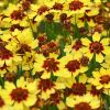 Coreopsis 'Pineapple Pie' - Menyecskeszem