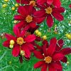 Coreopsis 'Cherry Pie' - Menyecskeszem