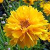 Coreopsis grandiflora 'Sunswirl' - Menyecskeszem