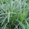 Carex morrowii 'Variegata' - Tarka ss