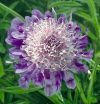 Scabiosa	columbaria 'Mariposa Blue' - Galambszn rdgszem