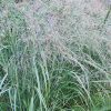 Panicum virgatum 'Prairie Sky' - Vesszs kles