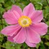 Anemone x hybrida 'Serenade' - Kerti szellrzsa