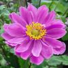 Anemone x hybrida 'Pamina' - Kerti szellrzsa