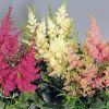 Astilbe x arendsii 'Astary Mix' - Kerti tollbuga