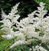 Astilbe x arendsii 'Weisse Gloria' - Kerti tollbuga