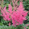 Astilbe japonica 'Rheinland' - Kerti tollbuga