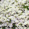 Aubrieta x hybrida 'Regado White' - Pzsitviola