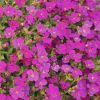 Aubrieta x hybrida 'Regado Red' - Pzsitviola