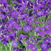 Aubrieta x hybrida 'Audrey F1 Deep Blue Shades' - Pzsitviola