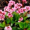 Bergenia cordifolia 'Flirt' - Szvlevel brlevl