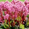 Bergenia cordifolia 'Spring Fling' - Szvlevel brlevl